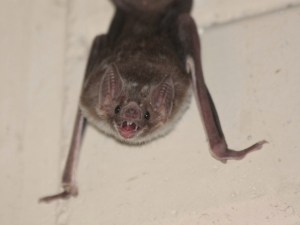 Common vampire