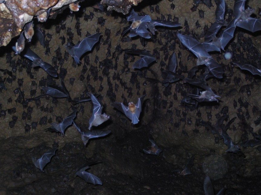 Bats in Tamana Cave, Trinidad