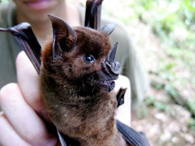 Greater spear-nosed bat, Phyllostomus hastatus. The females live in stable cooperative groups with non-kin. They will protect unrelated pups in their own group, but will attack and kill pups from other groups.