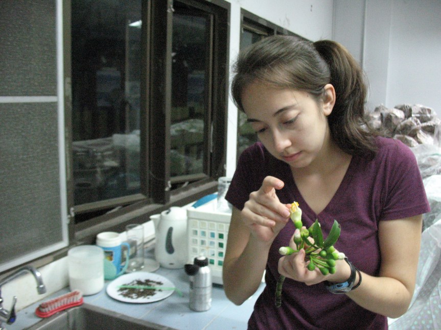 Alyssa prepares Ceiba flowers for her tests