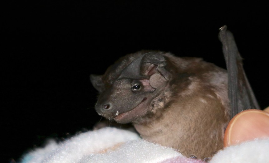 new species of bat in Gamboa