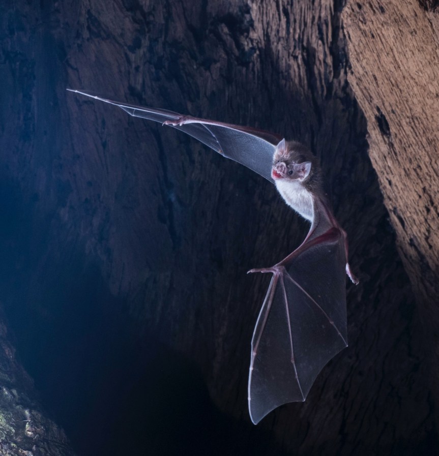 Screen Shot 2018-04-28 at 8.45.42 AM