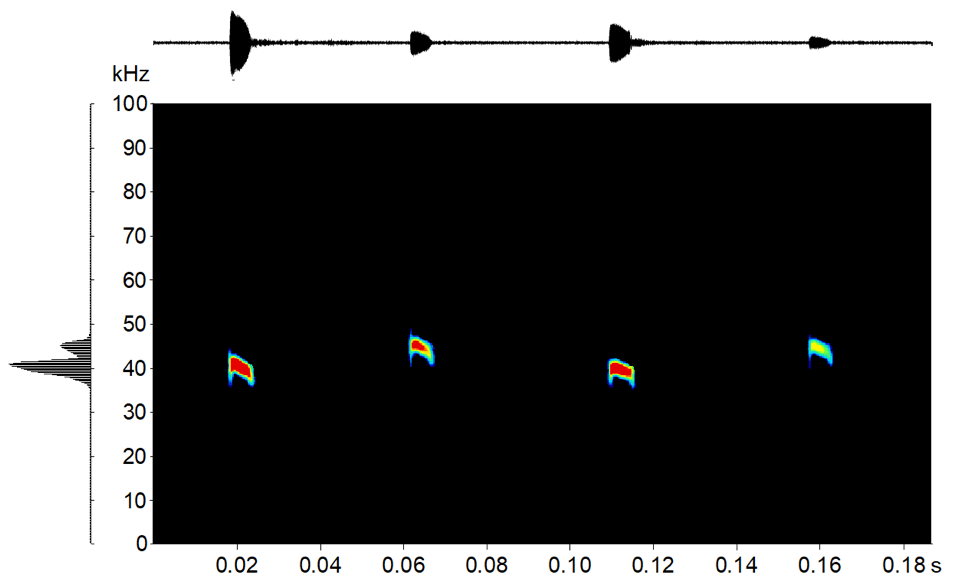 New paper on bats using echolocation to identify each other – Carter Lab